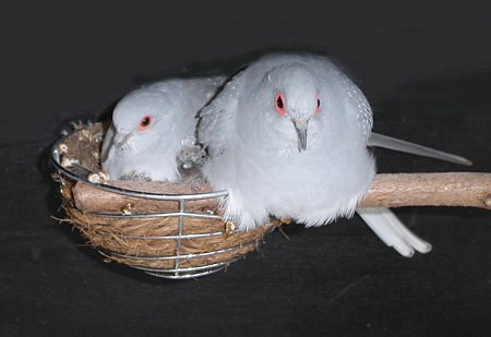 vogeltjes met baby