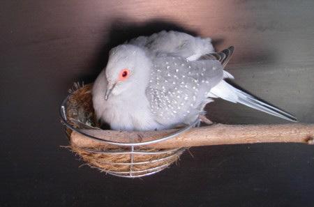 papa Birdie op het nest