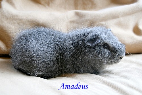 CH Teddybeertje Amadeus