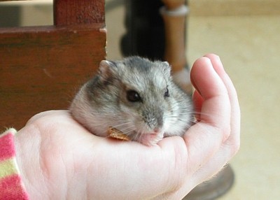 dolly op baasjes hand