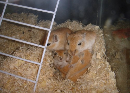 gerbils nestje