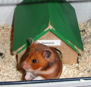 hammie bij huisje