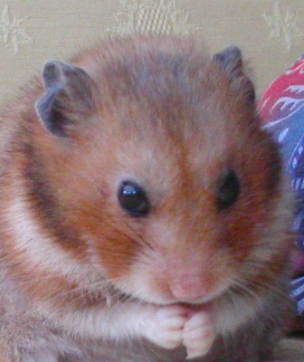 hammie