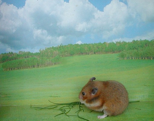 hammie met gras