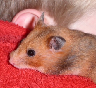 hammie op baasjes schouder