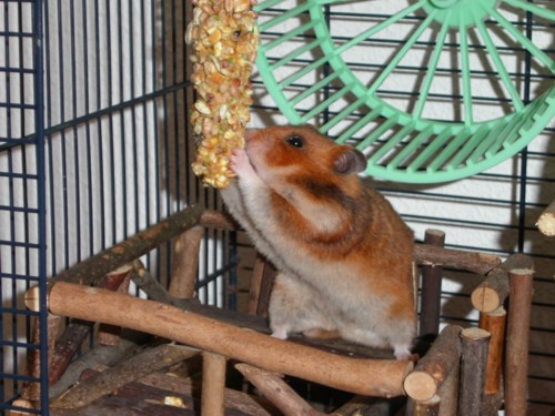 hammie knaagt