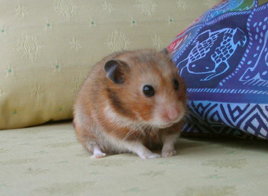 hammie ziek