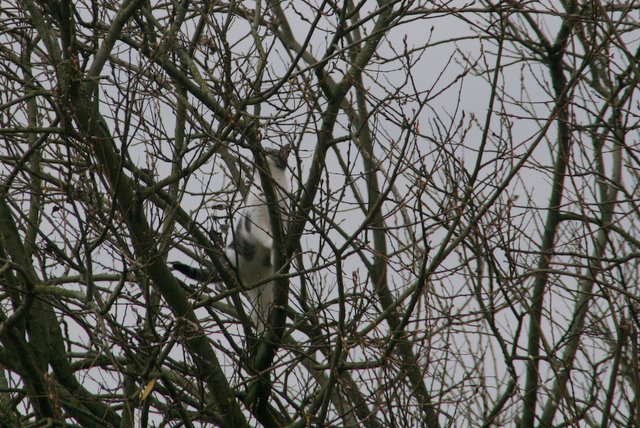 In de boom bij de paardenbak