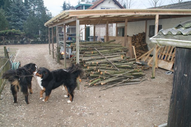 Britt en baily bij houtstapel