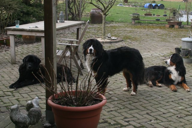 drie honden op terras