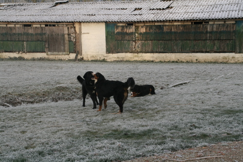 in de sneeuw