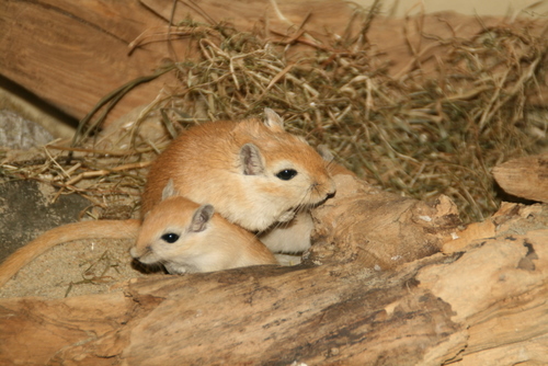 Gerbils 28 maart