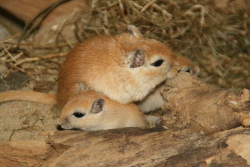 gerbilvader met zoontjes