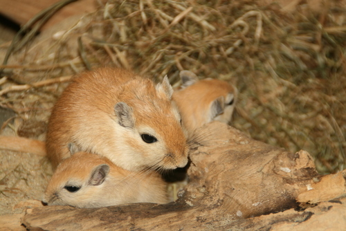 gerbils