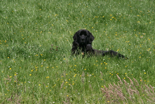 Kyra in het gras