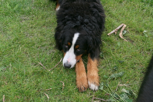 in het gras