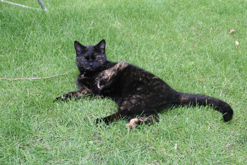 Django op het gras