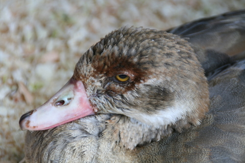 Ducky close up