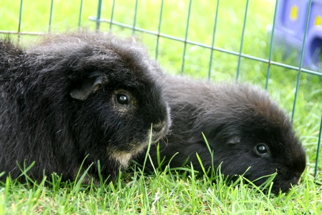 lilly met zusje roma