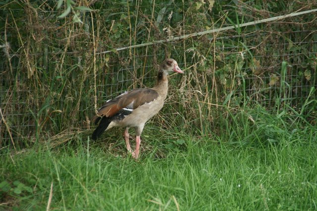 In het weitje