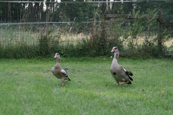 twee nijlganzen