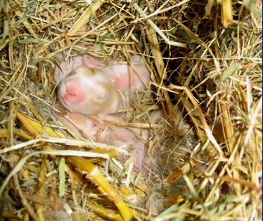 in het nest 17 mei