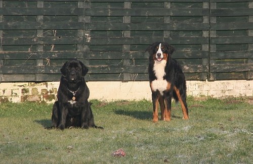 kyra en britt voor stal