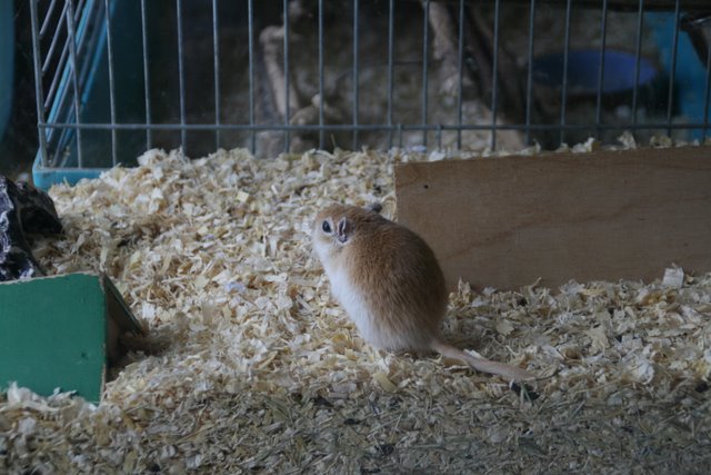 gerbil