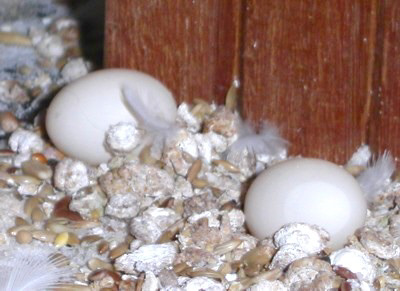 eitjes op een 'nestje' van uitwerpselen